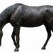 Thermobrass Bronzen Beeld Levensgroot Paard Hoofd Omlaag | Maddelin Equestrian