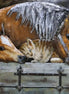 Thermobrass Metalen 3D Schilderij Furry Friends | Maddelin Equestrian