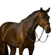 Trust Amsterdam Combined Noseband Hoofdstel Anatomic Trenshoofdstellen - Maddelin Equestrian Trust