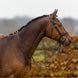 Trust Amsterdam Combined Noseband Hoofdstel Anatomic Trenshoofdstellen - Maddelin Equestrian Trust