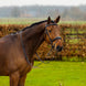 Trust Amsterdam Combined Noseband Hoofdstel Anatomic Trenshoofdstellen - Maddelin Equestrian Trust