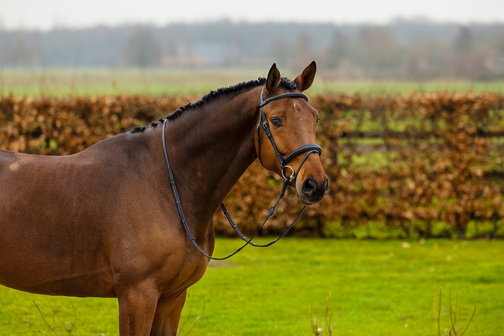 Trust Amsterdam Combined Noseband Hoofdstel Anatomic Trenshoofdstellen - Maddelin Equestrian Trust