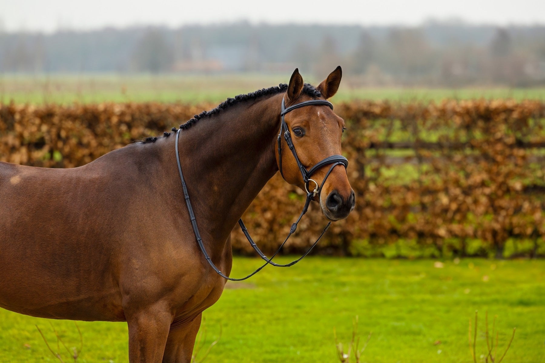 Trust Amsterdam Combined Noseband Hoofdstel Anatomic Trenshoofdstellen - Maddelin Equestrian Trust
