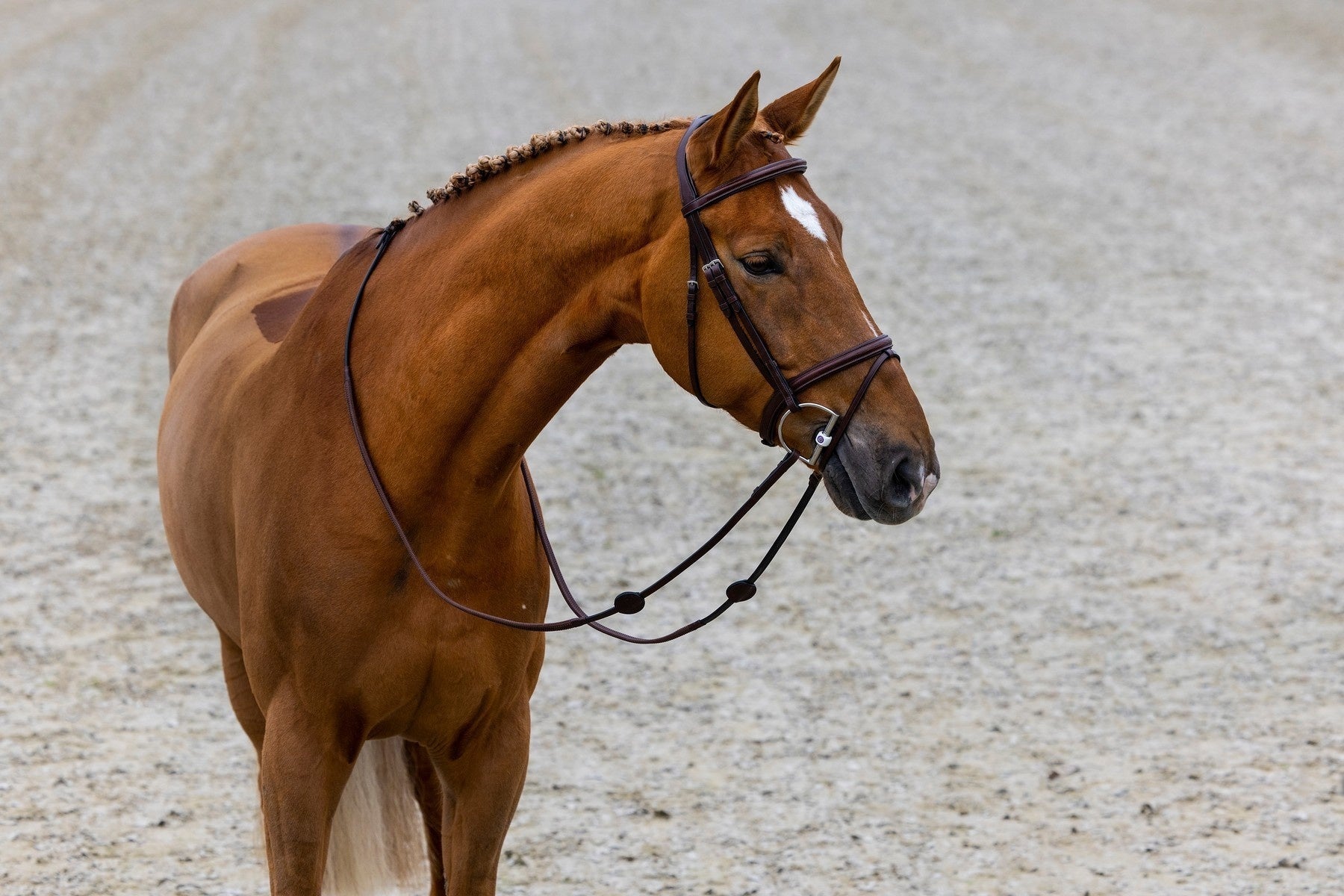 Trust Calgary Combined Noseband Hoofdstel Trenshoofdstellen - Maddelin Equestrian Trust