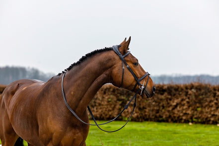 Trust Geneva Combined Noseband Hoofdstel Trenshoofdstellen - Maddelin Equestrian Trust