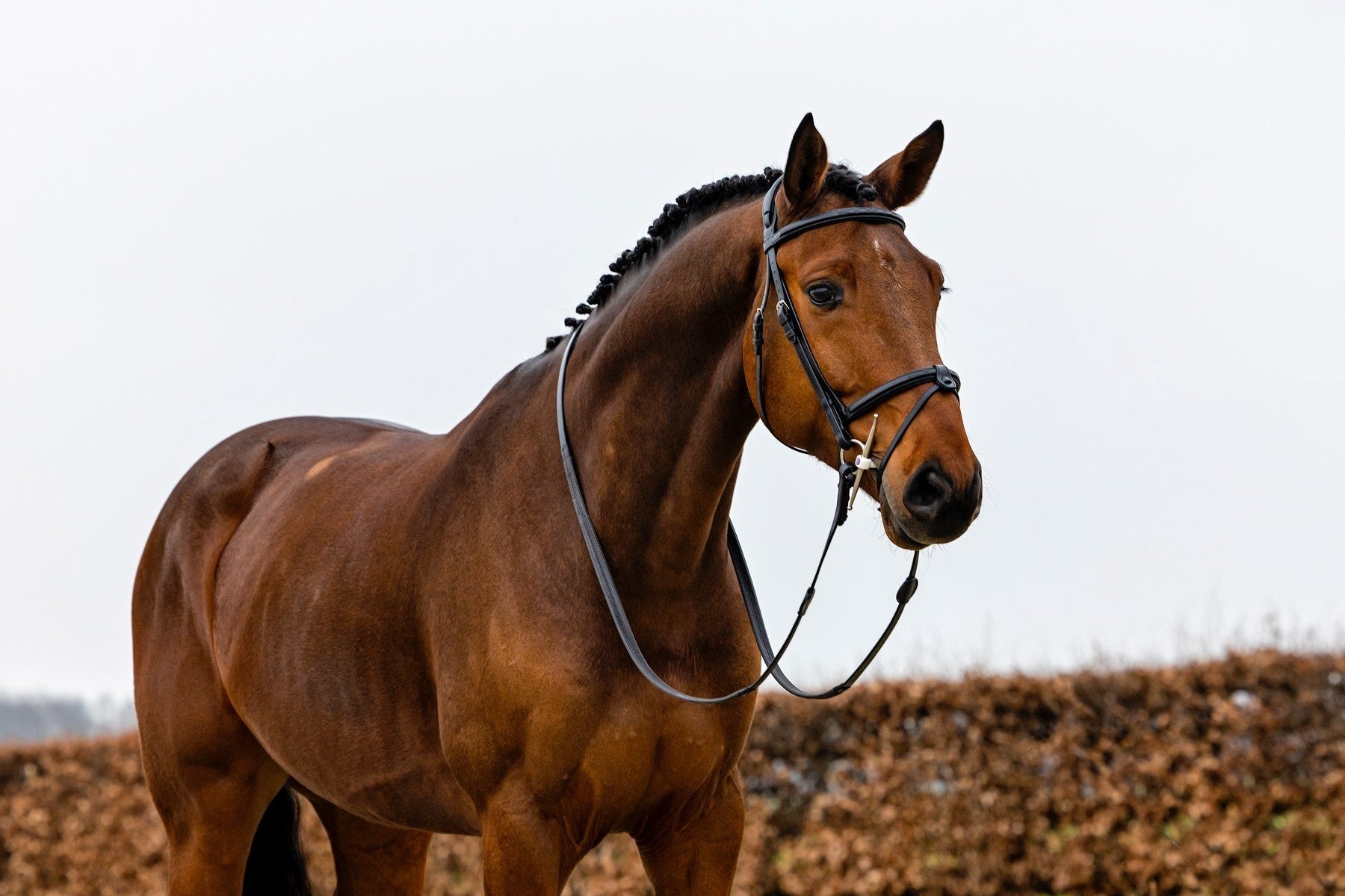 Trust Geneva Combined Noseband Hoofdstel Trenshoofdstellen - Maddelin Equestrian Trust