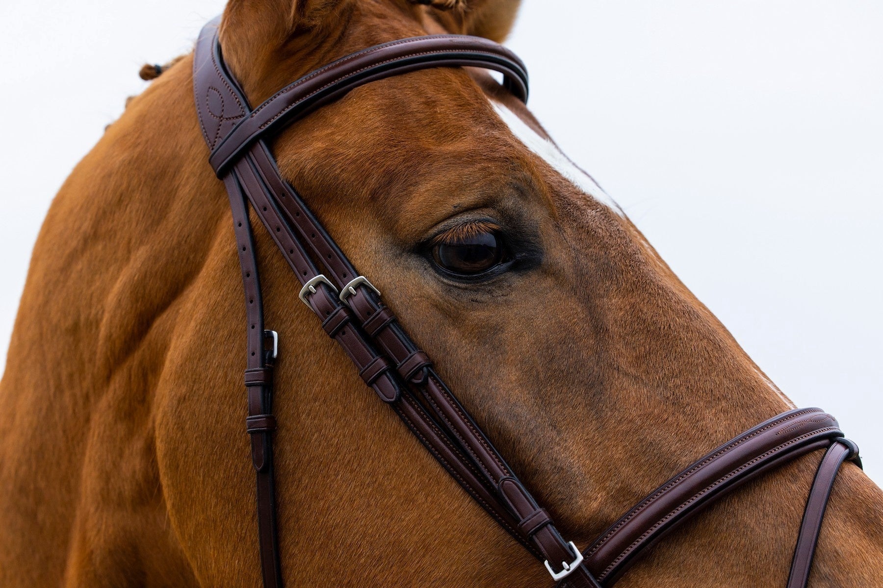 Trust Knokke Combined Noseband Hoofdstel Classic Trenshoofdstellen - Maddelin Equestrian Trust