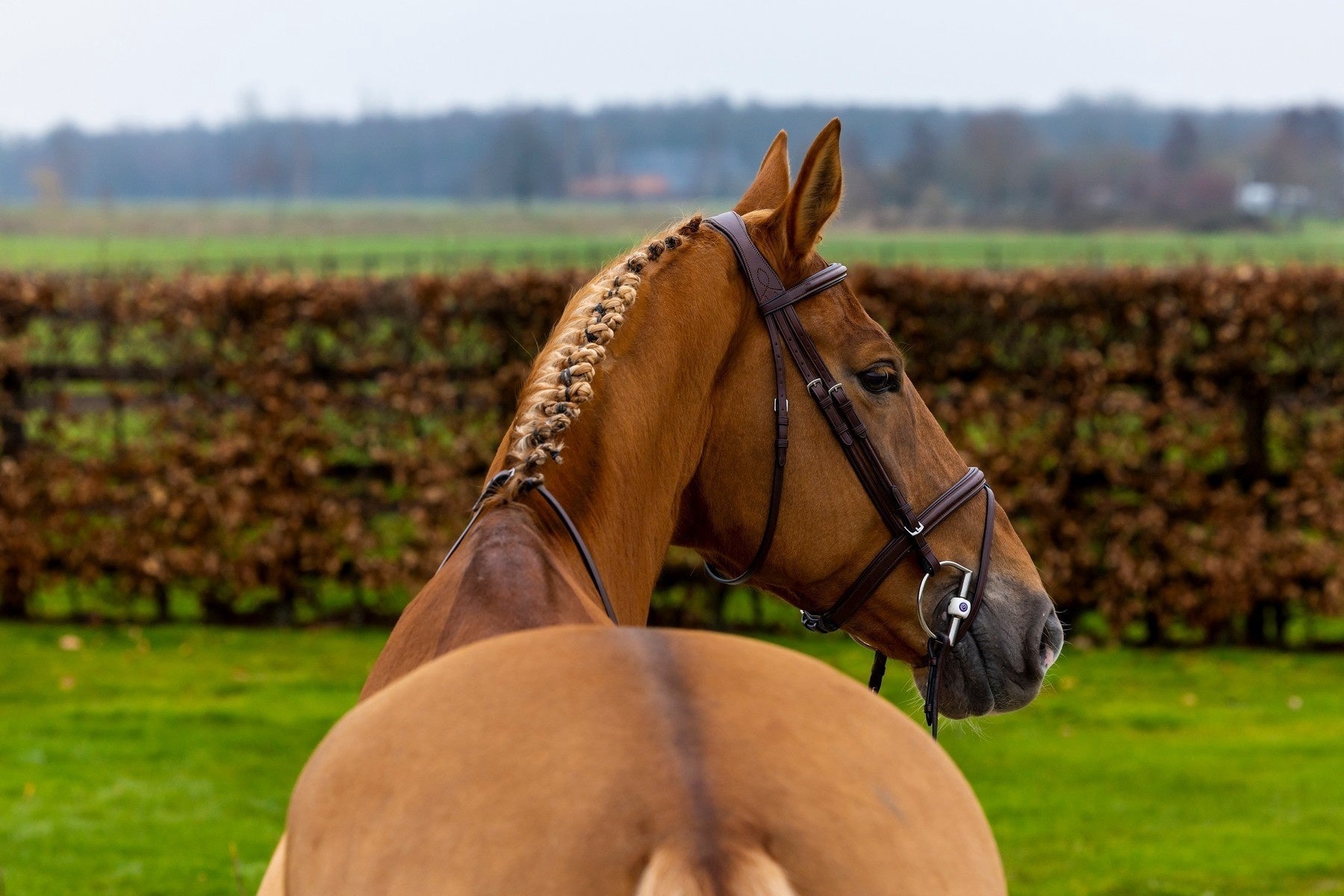 Trust Knokke Combined Noseband Hoofdstel Classic Trenshoofdstellen - Maddelin Equestrian Trust