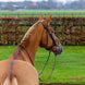 Trust Knokke Combined Noseband Hoofdstel Classic Trenshoofdstellen - Maddelin Equestrian Trust