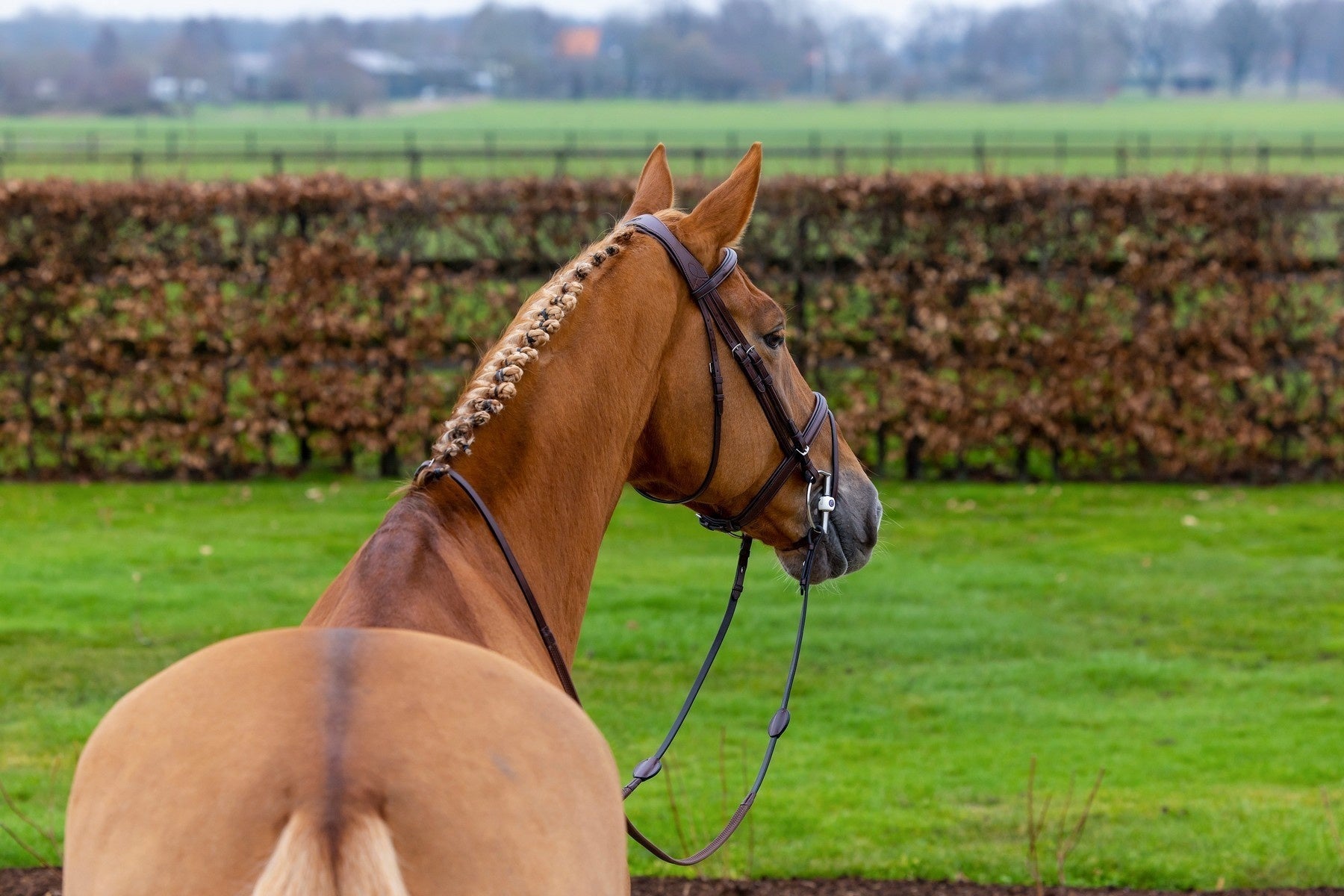 Trust Knokke Combined Noseband Hoofdstel Classic Trenshoofdstellen - Maddelin Equestrian Trust