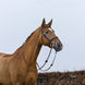 Trust Knokke Combined Noseband Hoofdstel Classic Trenshoofdstellen - Maddelin Equestrian Trust