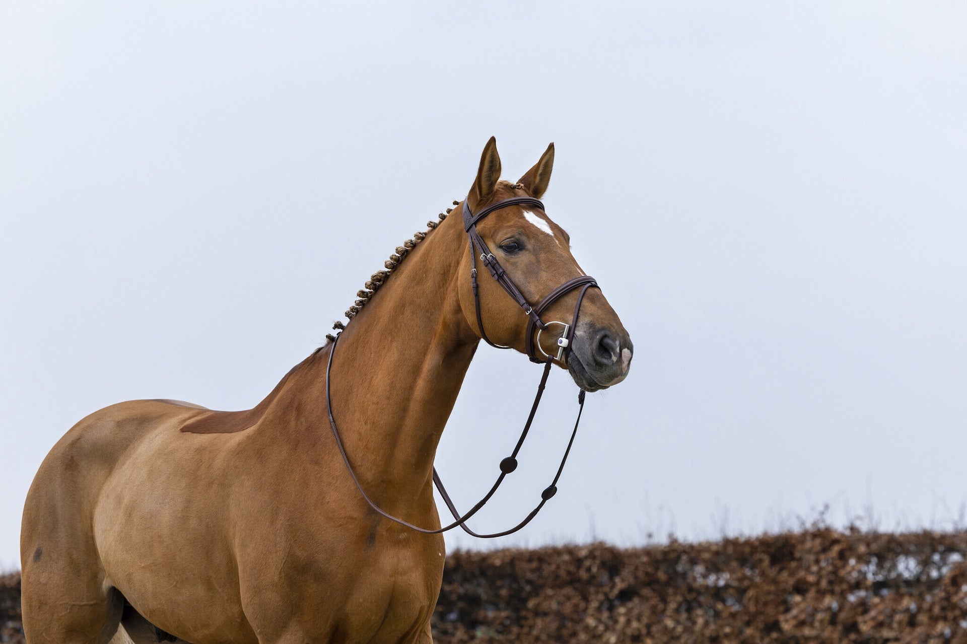 Trust Knokke Combined Noseband Hoofdstel Classic Trenshoofdstellen - Maddelin Equestrian Trust