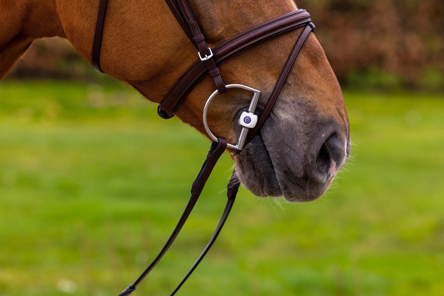 Trust Knokke Combined Noseband Hoofdstel Classic Trenshoofdstellen - Maddelin Equestrian Trust