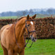 Trust Knokke Combined Noseband Hoofdstel Classic Trenshoofdstellen - Maddelin Equestrian Trust