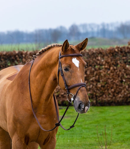Trust Knokke Combined Noseband Hoofdstel Classic Trenshoofdstellen - Maddelin Equestrian Trust