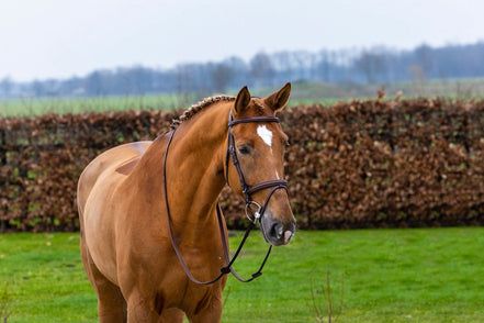 Trust Knokke Combined Noseband Hoofdstel Classic Trenshoofdstellen - Maddelin Equestrian Trust