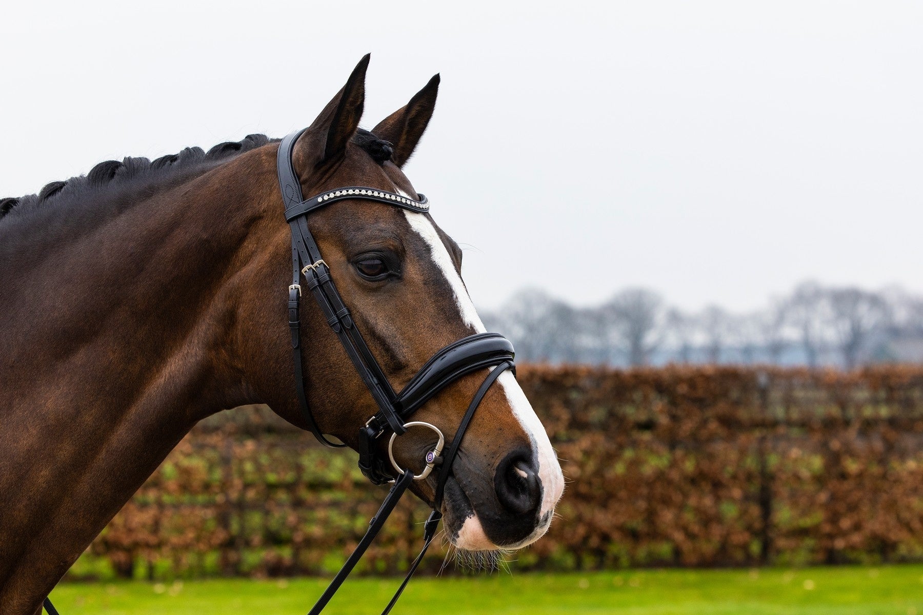 Trust Rotterdam Large Patent Crank Noseband Hoofdstel Trenshoofdstellen - Maddelin Equestrian Trust