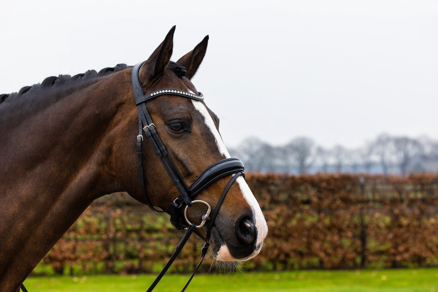 Trust Rotterdam Large Patent Crank Noseband Hoofdstel Trenshoofdstellen - Maddelin Equestrian Trust