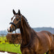 Trust Rotterdam Large Patent Crank Noseband Hoofdstel Trenshoofdstellen - Maddelin Equestrian Trust