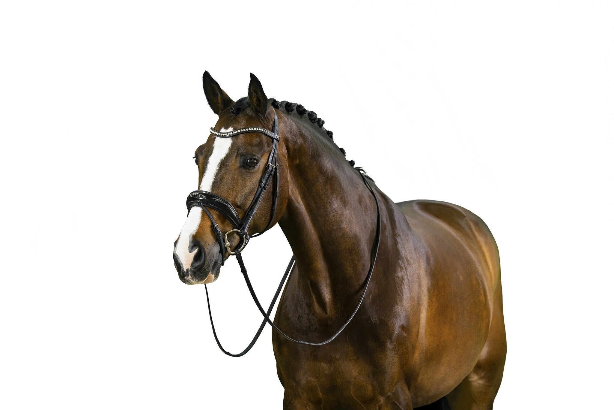 Trust Rotterdam Large Patent Crank Noseband Hoofdstel Trenshoofdstellen - Maddelin Equestrian Trust