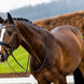 Trust Rotterdam Large Patent Crank Noseband Hoofdstel Trenshoofdstellen - Maddelin Equestrian Trust
