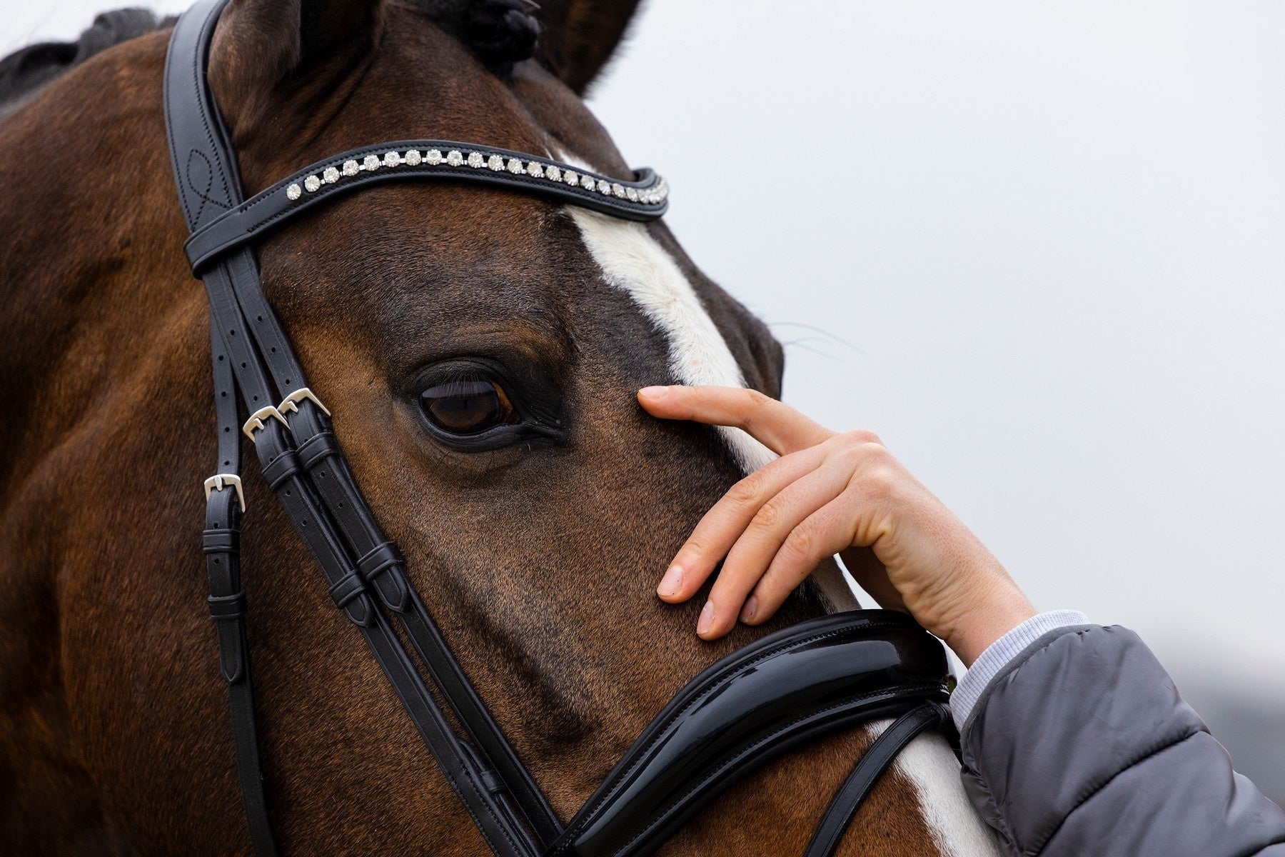 Trust Rotterdam Large Patent Crank Noseband Hoofdstel Trenshoofdstellen - Maddelin Equestrian Trust