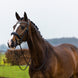 Trust Rotterdam Large Patent Crank Noseband Hoofdstel Trenshoofdstellen - Maddelin Equestrian Trust