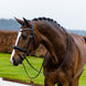 Trust Rotterdam Large Patent Crank Noseband Hoofdstel Trenshoofdstellen - Maddelin Equestrian Trust