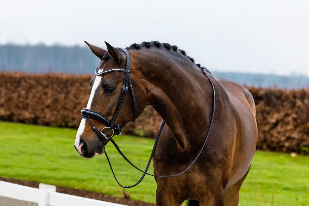 Trust Rotterdam Large Patent Crank Noseband Hoofdstel Trenshoofdstellen - Maddelin Equestrian Trust