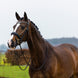 Trust Rotterdam Large Patent Crank Noseband Hoofdstel Trenshoofdstellen - Maddelin Equestrian Trust