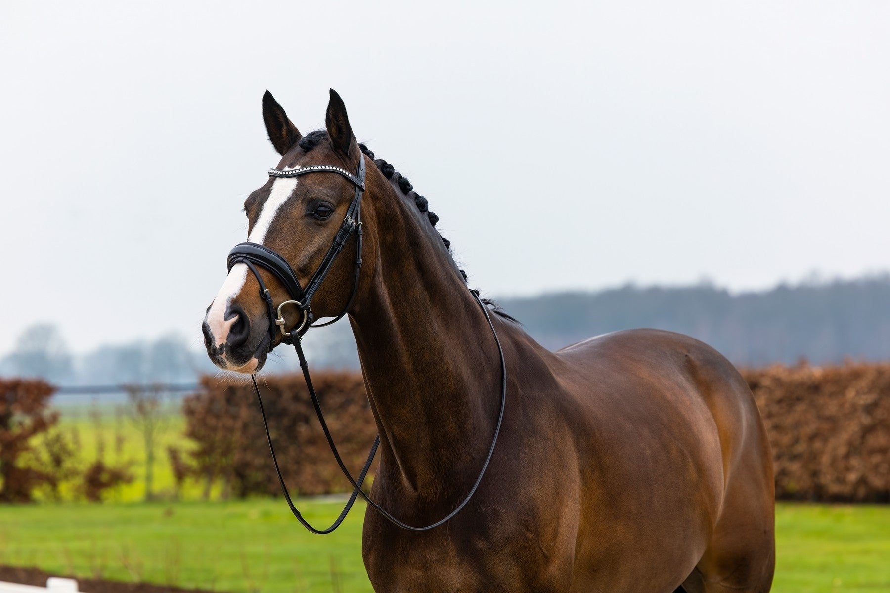 Trust Rotterdam Large Patent Crank Noseband Hoofdstel Trenshoofdstellen - Maddelin Equestrian Trust