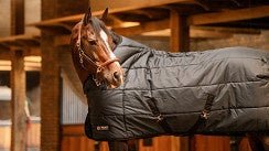 Trust Tetris Staldeken 200g Staldeken - Maddelin Equestrian Trust