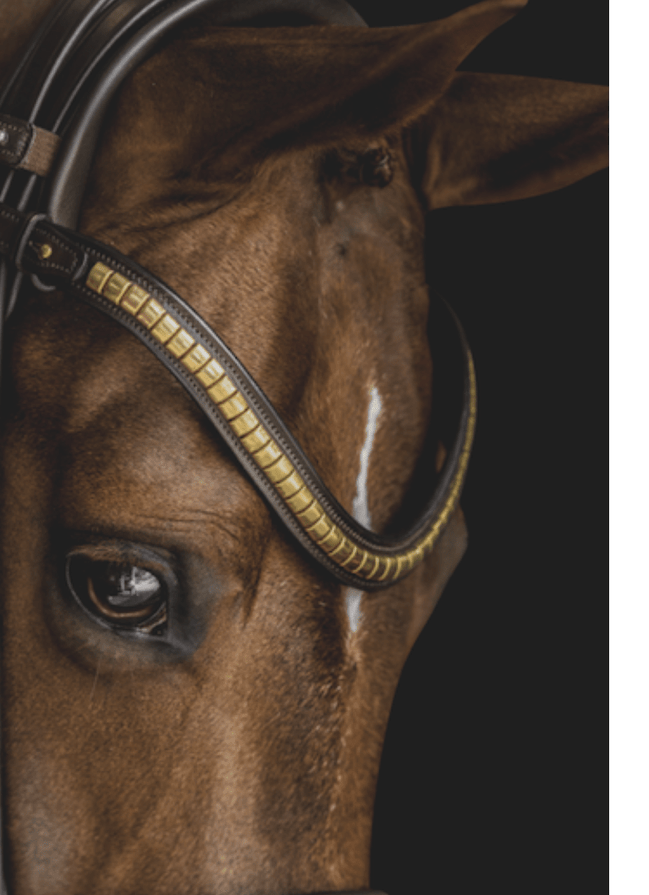 Utzon Olympic Hoofdstel Brass Browband With Clinchers Full Trenshoofdstellen - Maddelin Equestrian Utzon Equestrian