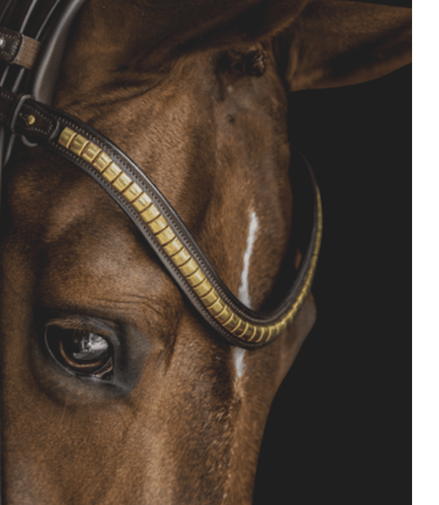 Utzon Olympic Hoofdstel Brass Browband With Clinchers Full Trenshoofdstellen - Maddelin Equestrian Utzon Equestrian