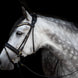Utzon Olympic Hoofdstel Brass Browband With Clinchers Full Trenshoofdstellen - Maddelin Equestrian Utzon Equestrian