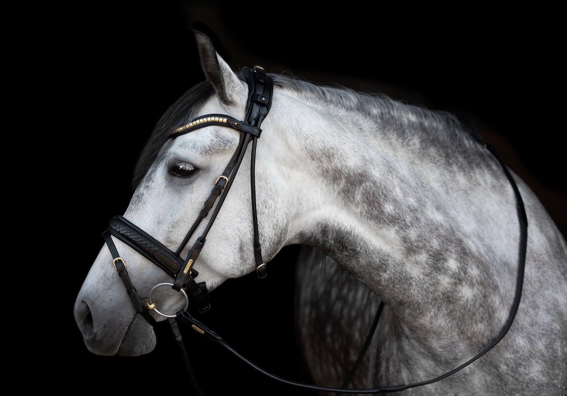Utzon Olympic Hoofdstel Brass Browband With Clinchers Full Trenshoofdstellen - Maddelin Equestrian Utzon Equestrian