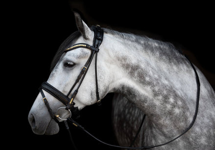 Utzon Olympic Hoofdstel Brass Browband With Clinchers Full Trenshoofdstellen - Maddelin Equestrian Utzon Equestrian
