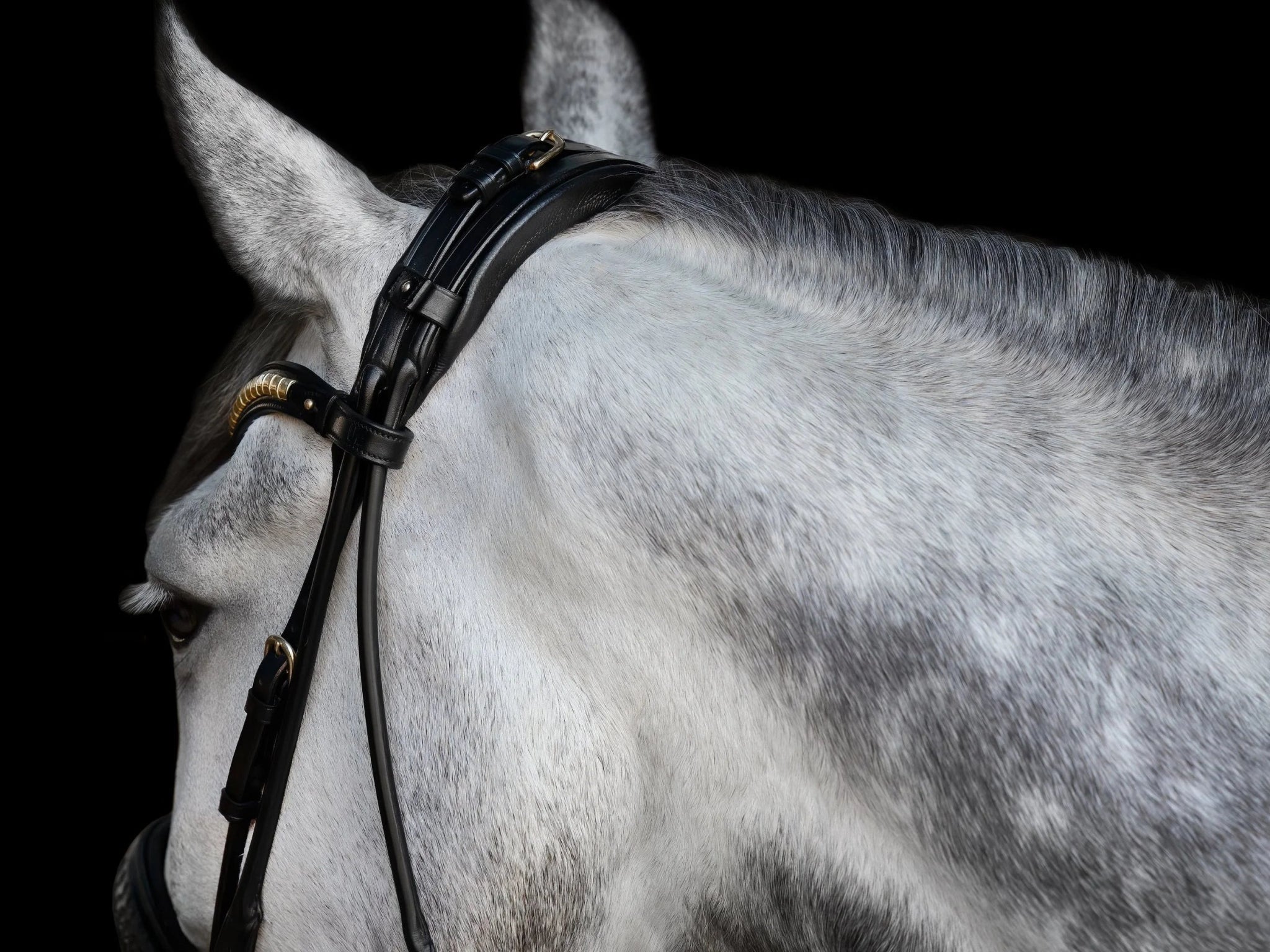 Utzon Olympic Trenshoofdstel + Empire Frontriem Clear Trenshoofdstellen - Maddelin Equestrian Utzon Equestrian