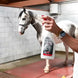 Veredus Easy White Droogshampoo voor grijze paarden Verzorgingsproducten - Maddelin Equestrian Veredus