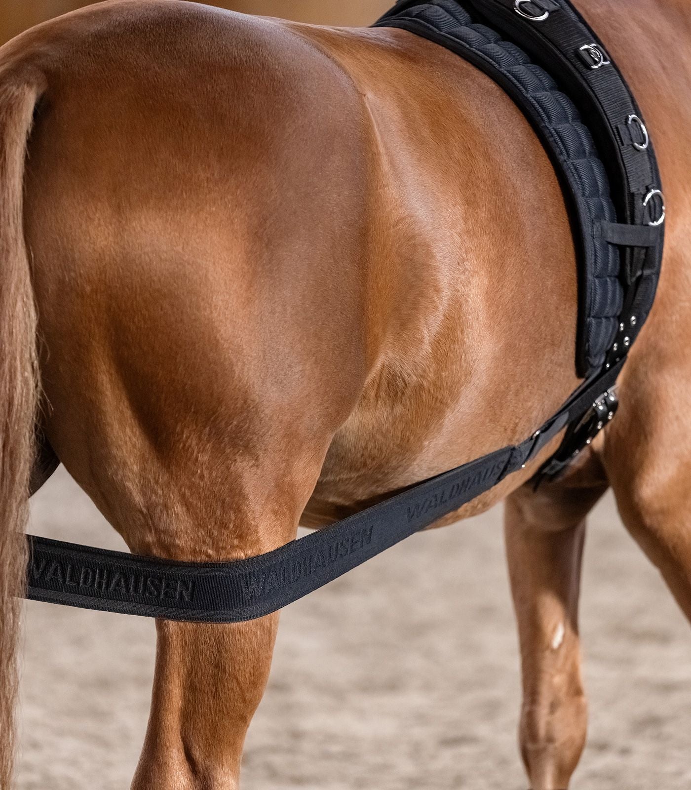 Waldhausen Body bandage Achterhand Activatie Longeerbenodigdheden - Maddelin Equestrian Waldhausen
