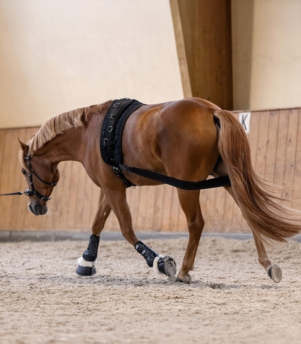 Waldhausen Body bandage Achterhand Activatie Longeerbenodigdheden - Maddelin Equestrian Waldhausen