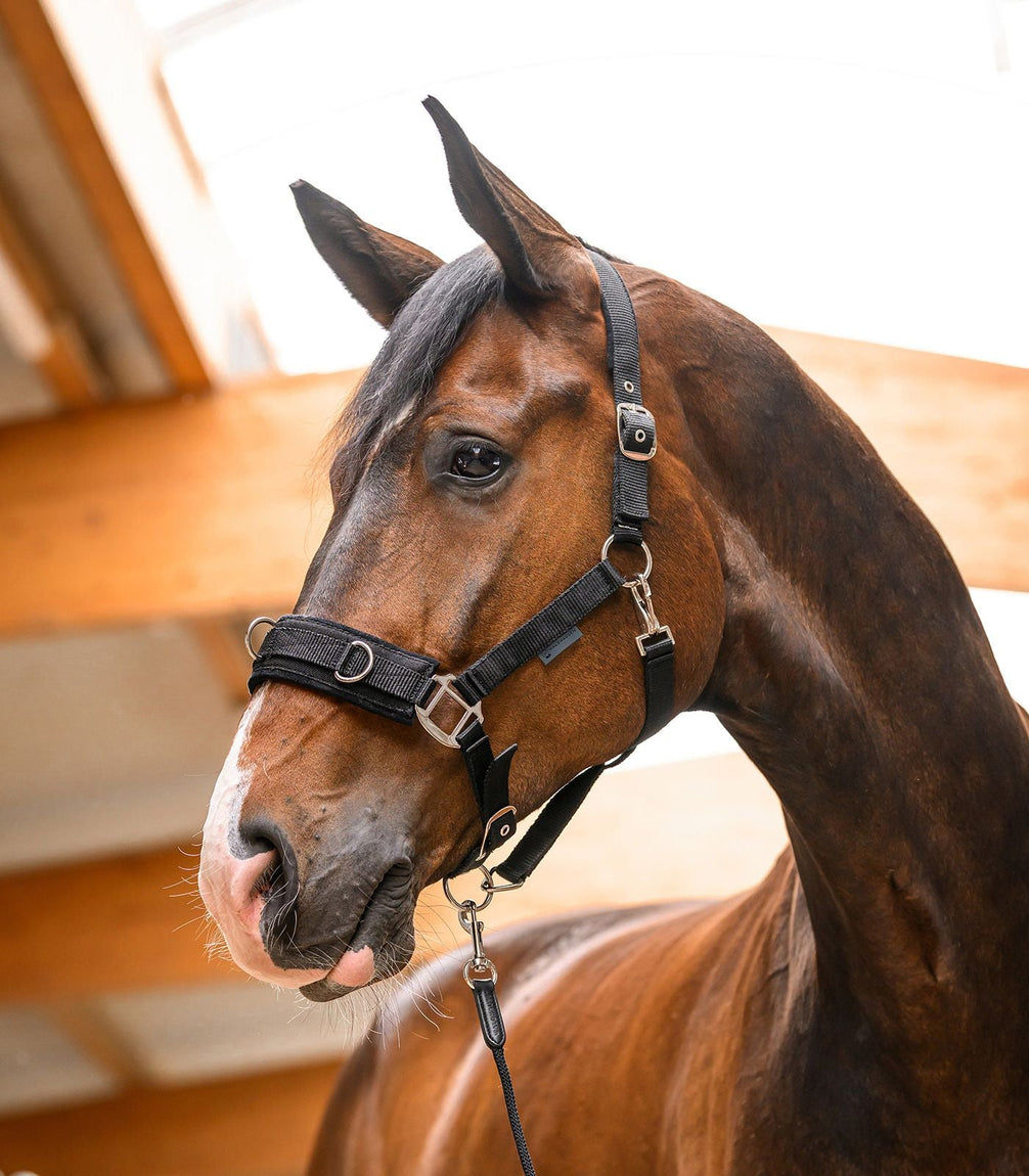 Waldhausen Economic Longeer Halster Longeerbenodigdheden - Maddelin Equestrian Waldhausen