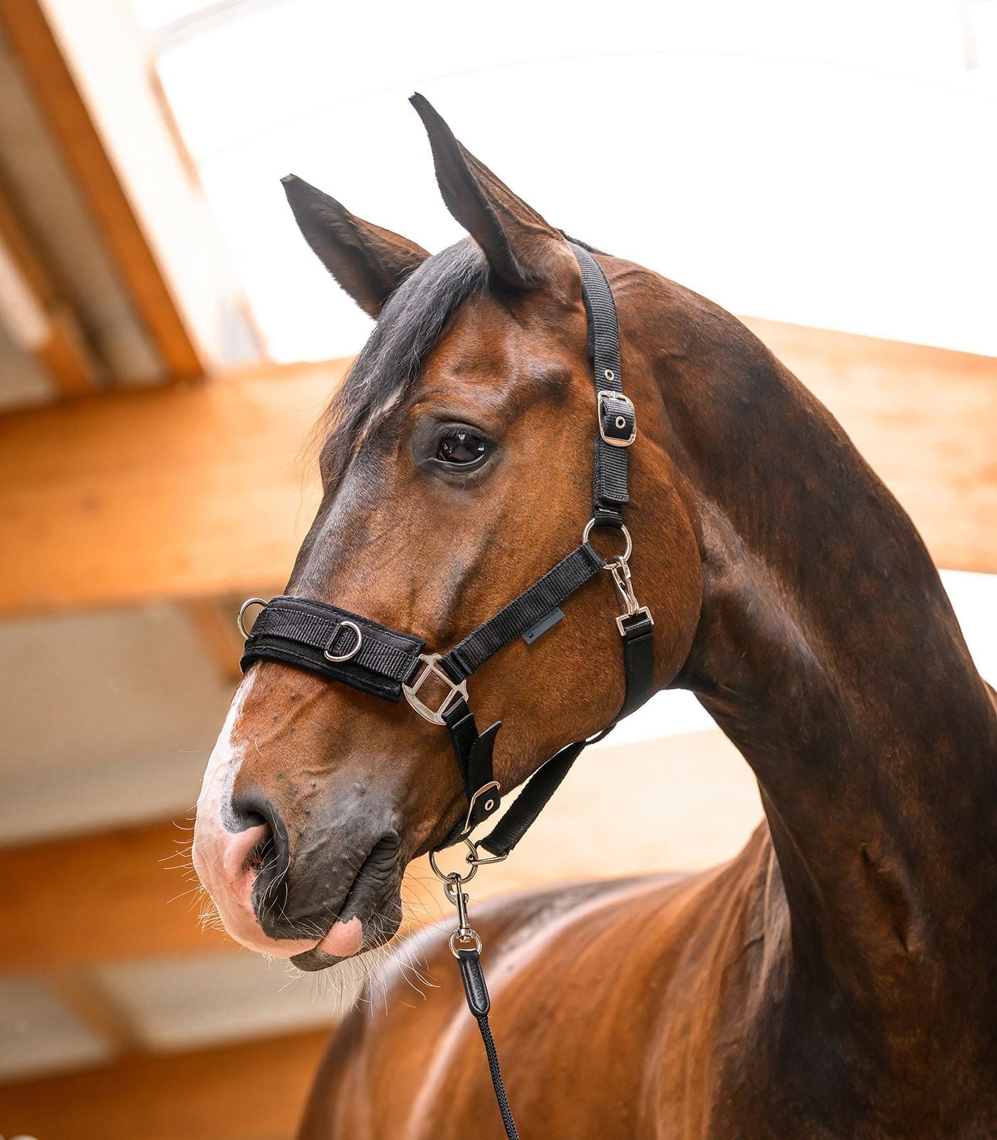 Waldhausen Economic Longeer Halster Longeerbenodigdheden - Maddelin Equestrian Waldhausen