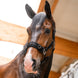 Waldhausen Economic Longeer Halster Longeerbenodigdheden - Maddelin Equestrian Waldhausen