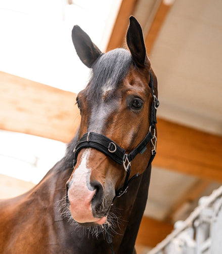 Waldhausen Economic Longeer Halster Longeerbenodigdheden - Maddelin Equestrian Waldhausen