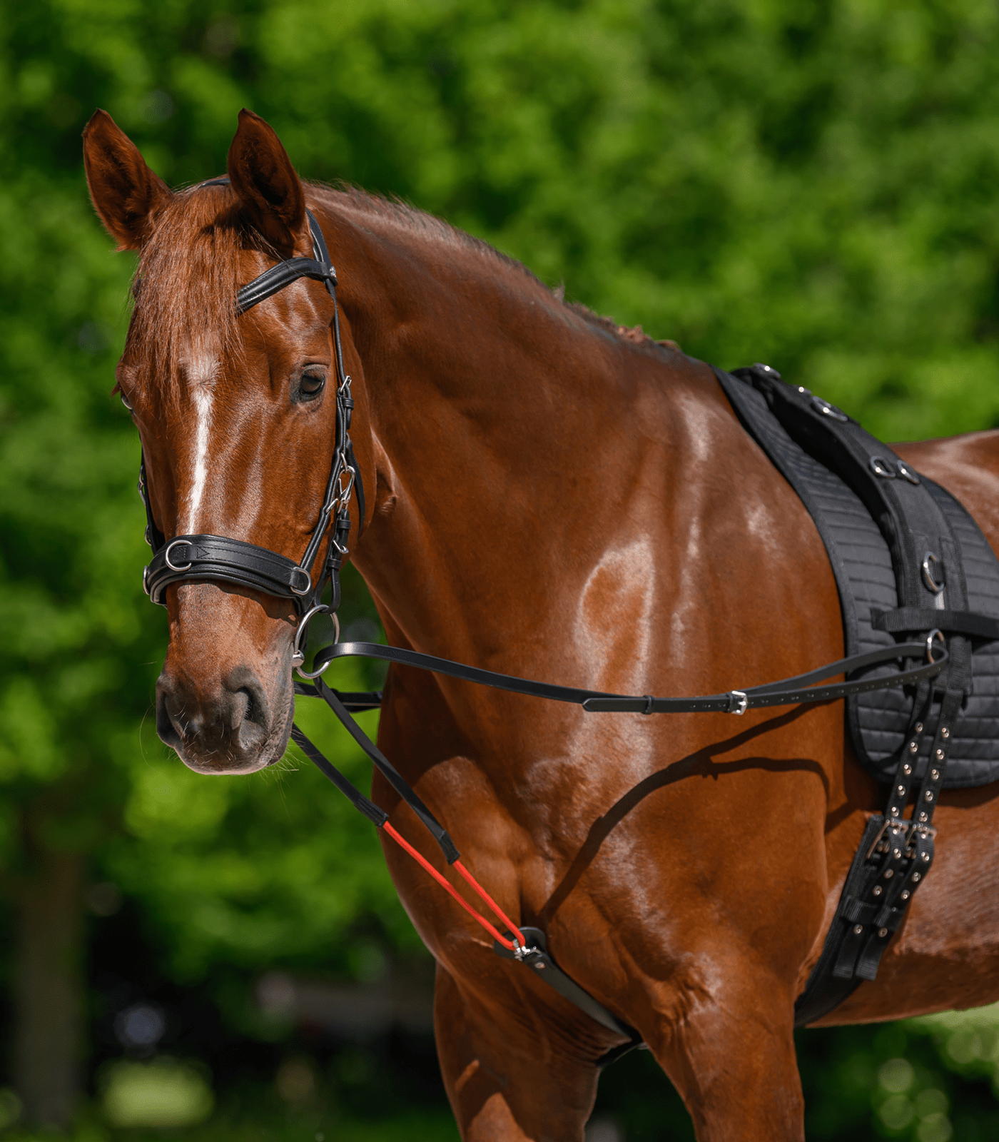 Waldhausen W - trainRein Longeerbenodigdheden - Maddelin Equestrian Waldhausen