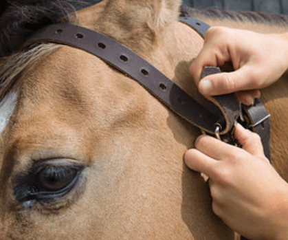 Weaver Miracle Collar Luchtzuigband Halster accesoires - Maddelin Equestrian Weaver