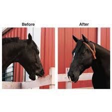 Weaver Miracle Collar Luchtzuigband Halster accesoires - Maddelin Equestrian Weaver