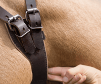 Weaver Miracle Collar Luchtzuigband Halster accesoires - Maddelin Equestrian Weaver