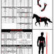 Zandona Superior Buikbeschermer Singels - Maddelin Equestrian Zandona